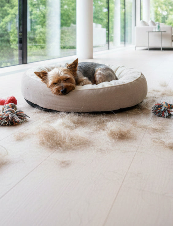 Fur Appears Everywhere